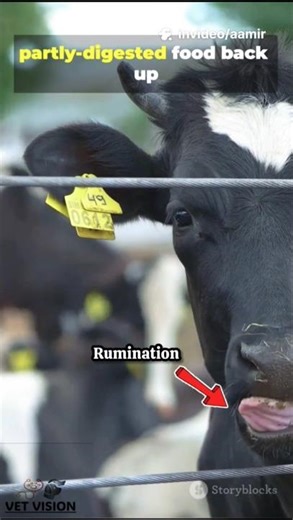 How Ruminants Digest Grass 🤔| Vet Vision #rumen #animals #shorts