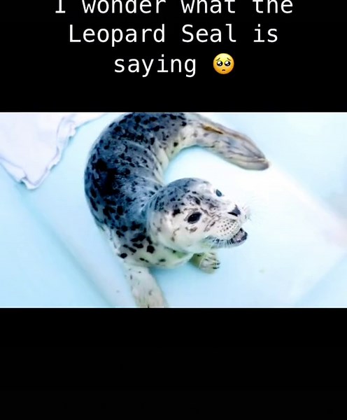 Adorable Baby Leopard Seal Mimics Anime Characters | Cute Animal Compilation