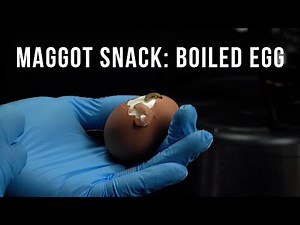 Egg Gone in Hours: The 10,000 Maggot Munch Timelapse