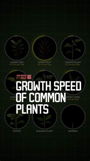 Plant Growth Speed Comparison - We created this video to compare the realistic daily growth speeds of several common plants, from slow growers like lemons and potatoes to extremely fast growers like bamboo and giant kelp. This animation shows how each plant develops at its natural pace, highlighting the differences in growth rate. If you’re enjoying the content and want to support us, consider subscribing! | The Brain Maze