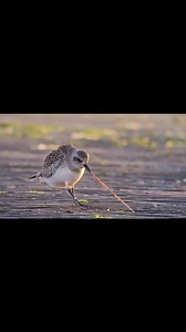 7.4K views · 202 reactions | Beautiful Hunting Birds 列 #huntingbird #birdsphotography #bird #wildlifeofindia #wildlife_photography #photoshoot #photographylovers #photographer #nature #hunter #birds #wildlifephotography #wildlifelovers #wildlife #photos #photography #photograph #indianroller #food #birdphotography #wildlifephotographer #wildlifeindia #scorpion #photooftheday #photographers_of_india #naturephotography | Bird Lovers | Facebook