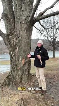 Cankers on Trees Explained: How to Identify and Manage Them