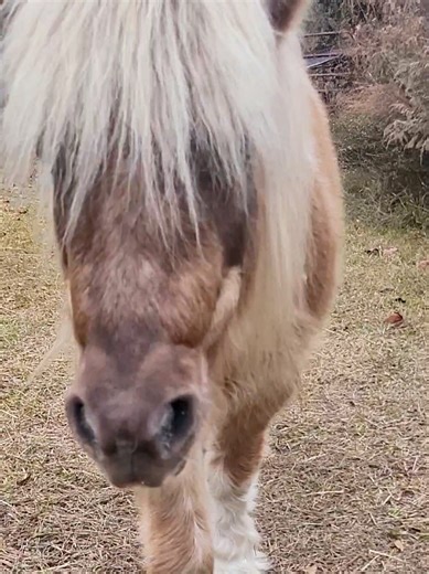 giddyap! boop the snoot please and make BeeGee feel loved. BeeGee is one of the rescued horses here at our farm animal sanctuary. He is getting healthier every single day and he just loves to get boops every morning! So please comment boop after you boop the snoot to help us help more animals like BeeGee! #boopthesnoot #animalrescue #p #horse #recovery