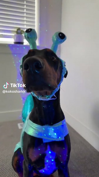 Creative Halloween Costume Ideas for Dogs