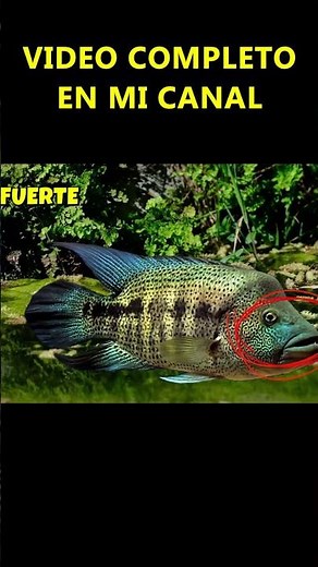 ¿CONOCES ESTE PEZ? Así se identifica un guapote