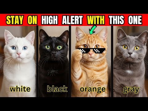 What Your Cat’s Color Says About Their Personality 😻