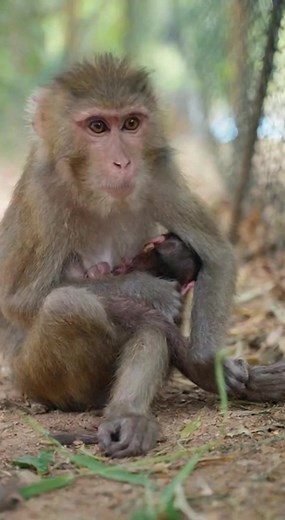 Try to rescue poor abandoned mama monkey and her newborn | Monkeys Rescue