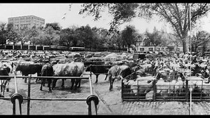 Castle Meadow Cattle Market