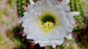 Texas Roadhouse Menu Price