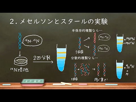 おうち生物 17. 半保存的複製~メセルソンとスタール~ (高校生物）
