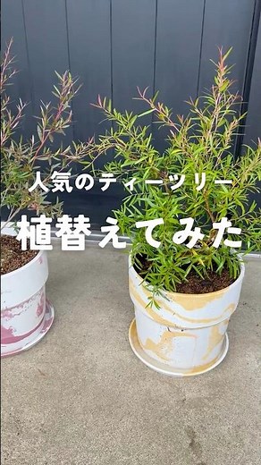 ティーツリーを植え替えてみた #kimidorifarm #植木#オージープランツ #ティーツリー#植替え