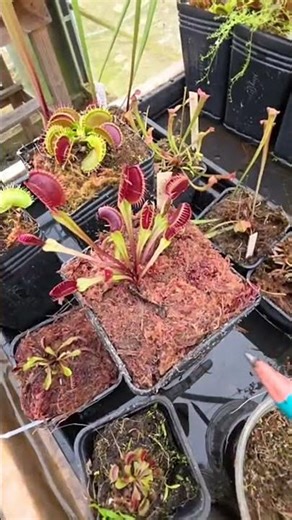 The Right Way to Pot Carnivorous Plants