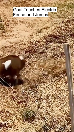 Goat Touches Electric Fence and Jumps. #shorts #funny