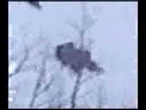 Footage Of A Yeti