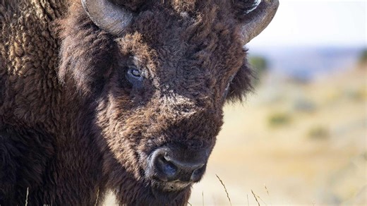 The American Buffalo: Blood Memory