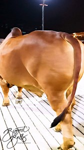 252K views · 2.8K reactions | Muscular bull with Brahman x Sahiwal lineage | Biggest Bulls Photography | Facebook