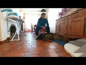 In 5 minutes: Teach a dog to eat on command, stand still and wait for the command