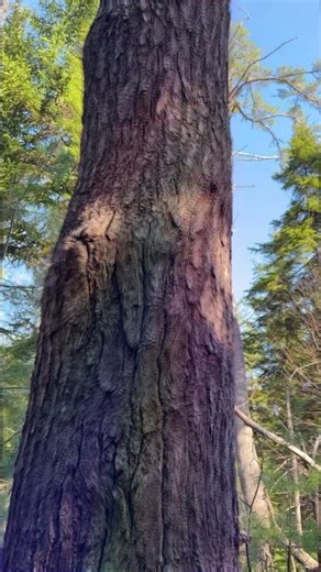 Forest Pulse — Psychedelic Tree Hallucination Simulation (LSD/Psilocybin Visuals) #nature #tree