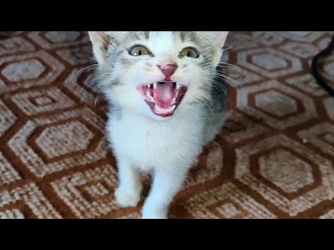 Baby Kitten Meowing To Attract Cats | Realistic Cat Sounds
