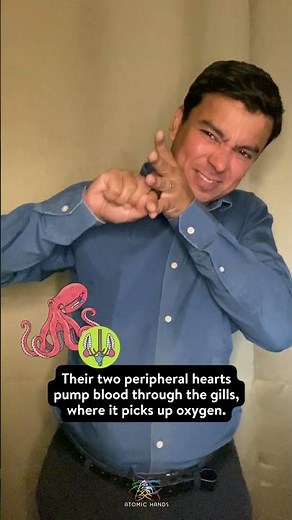 How Many Hearts Does An Octopus Have?