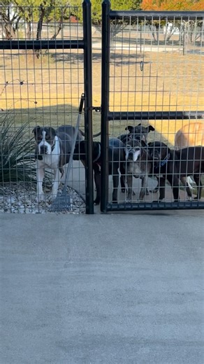 Roscoe is my escape artist, this is why I now have clips on all my gates! But, today, I was running errands and I ran into the pet food store. I normally lock my van but for some reason did not this time because I was just making a quick stop. When I came out of the door Roscoe was jumping out of the back of the van, evidently he had figured out how to open the sliding door! So I guess I won’t make that mistake again! Otherwise, he always ends up in my front seat and it’s a challenge to convince