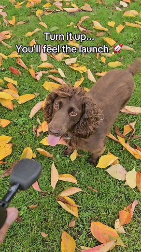 Turn it up, you’ll feel the launch 🚀-Shot on Insta360 X4 Air @insta360 #cockerspaniel #funnydogs #dogcamera #insta360 #insta360x4air #insta360dogmode | Lotties Win