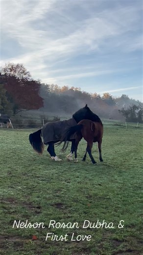 ✨ Meet Nelson Rosan Dubha ✨ Our promising Welsh Cob stallion, proudly sired by David’s Welsh Dragon and out of Coldwell Floss. Still young, Nelson is growing up under the guidance of First Love – the perfect mentor for educating young horses. With his strong bloodlines, natural presence, and the right foundation, Nelson carries all our hopes to become a future breeding stallion. He’s not just a horse, he’s our vision for tomorrow 🐴💫 #WelshCob #StallionInTraining #FutureBreedingStallion #Equest
