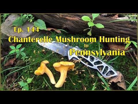 Ep. 144 - Chanterelle Mushroom Hunting In Pennsylvania