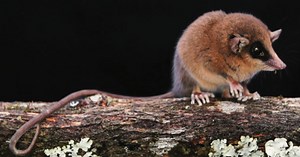 Tiny New Marsupial With a Tail Longer Than Its Body Discovered in Peru