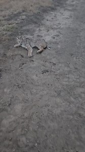 426K views · 9.8K reactions | Travis Chilson on Reels | Facebook