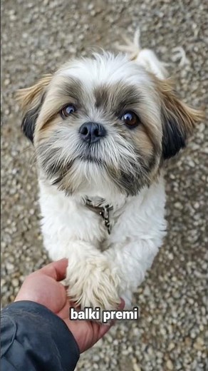 Shih Tzu 101: The Lion Dog That Thinks It’s Royal! #shihtzu #shihtzupuppy #shihtzus