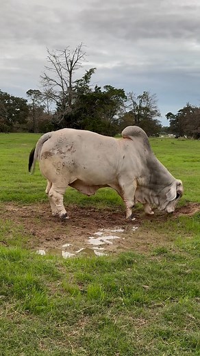This Mr US Polled Evolution 409/5 playing in the mud a while back. Talk about bone and muscle on a Brahman bull. | Salinas Ranch