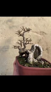 Chinese elm | Hong Kong Bonsai Pots
