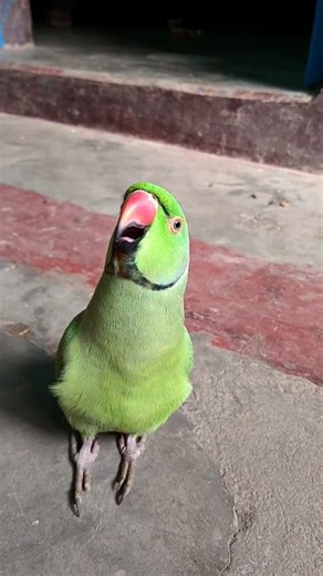 856K views · 7.3K reactions | Mummy ek glass pani de do 列 #parrot #pet #petlovers #petofinstagram #parrots #talkingbird #talkingparrot #funnypets #cute #beautiful #parakeet #parakeetsofinstagram #funny #bird #green #greenparrot #indianparrot #ringneck #indianringneckparrot #indianringneck #indianringnecksofinstagram #indianparrot #parrotoftheday #parrotlife #parrotlet #parrots_life #parrotgram #parrotsofinstagram #parrothead #parrotworld #mintee | Parrotworld88 | Facebook