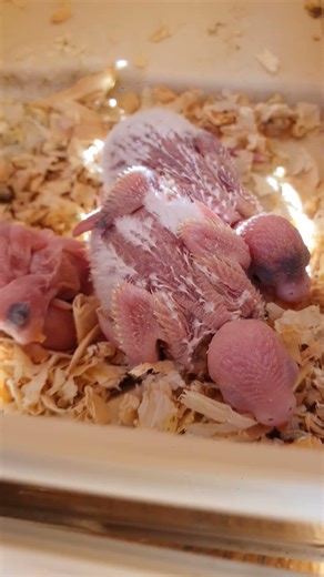 Suivi bébés perruches nid 5 #birds #perruche#parrot