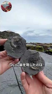 数千万年を閉じ込めた石を割る #化石発掘 #化石 #発掘 #古生物 #化石採集 #shorts
