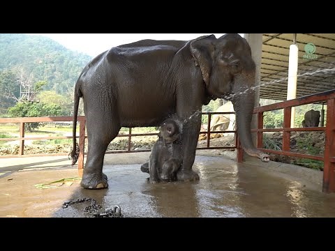 A Two Years Journey Of Baby Elephant Pyi Mai And Her Mother Kham Moon - ElephantNews