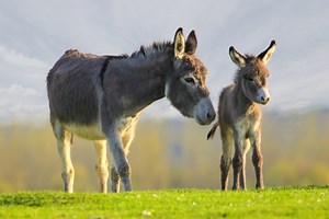 Asino, mulo e bardotto: come riconoscere le differenze?