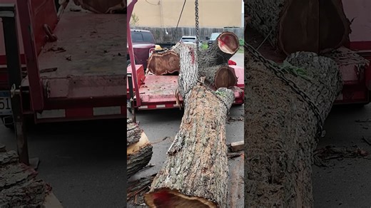 Picking up a couple elm logs #urbanlumber