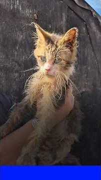 In Vendée, about 100 mistreated animals found in a squalid home