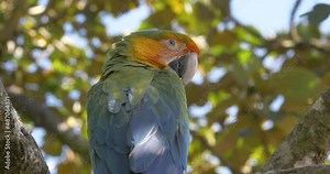 Hybrid macaw perched on tree trunk in the forest, zooming in view