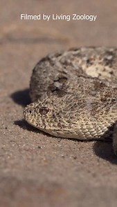 50K views · 6.6K reactions | The smallest viper species in the world. Our latest video explores the record-breaking viper species when it comes to size. Go watch it on YouTube. #livingzoology #venomoussnakes #snakephotography #snakes #viper #wildlifeeducation #wildlifelovers | Living Zoology | Facebook