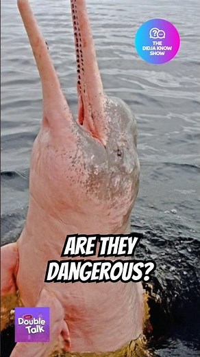 Are Pink Amazon River Dolphins Dangerous? (What Are Botos?) #amazonriver #dolphins #funfacts