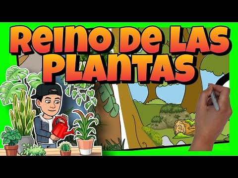 🥀 El REINO de las PLANTAS: sus CARACTERÍSTICAS y CLASIFICACIÓN