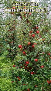 70K views · 1.1K reactions | Apple ka size or color kaise badaye? I...