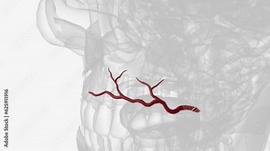 The superior labial artery (superior labial branch of facial artery) is larger and more egregious than the inferior labial artery . Stock Video