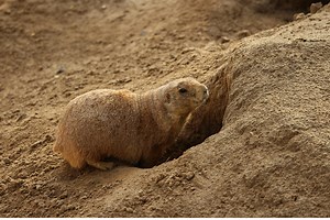 Does Progressive Car Insurance Cover Rodent Damage?