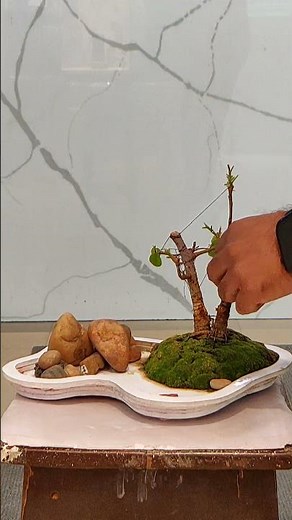 Ficus bonsai tree pruning and care and guide !! Home gardening ! #bonsaitree #flowers #youtub