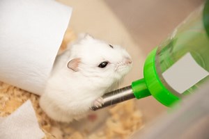 Why Does My Hamster's Water Bottle Keep Leaking?