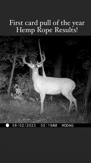 2K views · 32 reactions | First card pull of the 2023 deer hunting season! This is how we set up this HODAG HempScent Rope, and here are the results! #deerhunting #deerseason #deerhunter #deerhuntingseason #bowhunting #bowhunter #bowhuntingwhitetails | HODAG Outdoors | Facebook